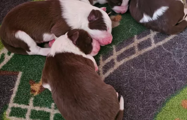 border collie ZKwP FCI czekoladowe szczeniaki 1