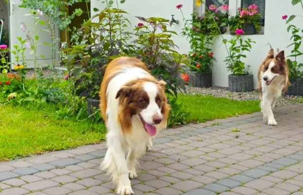 border collie ZKwP FCI czekoladowe szczeniaki 10