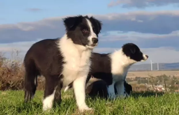 Piękny Rasowy Szczeniak Border Collie - komplet dok. 1