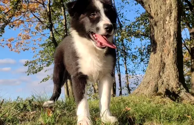 Piękny Rasowy Szczeniak Border Collie - komplet dok. 2