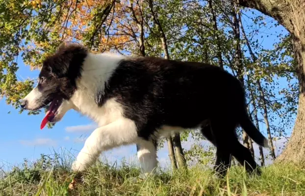 Piękny Rasowy Szczeniak Border Collie - komplet dok. 3