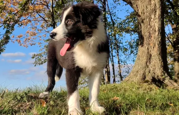 Piękny Rasowy Szczeniak Border Collie - komplet dok. 5