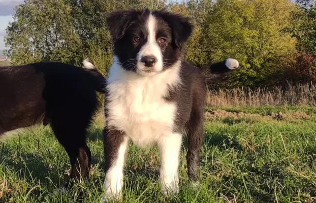 Piękny Rasowy Szczeniak Border Collie - komplet dok. 4