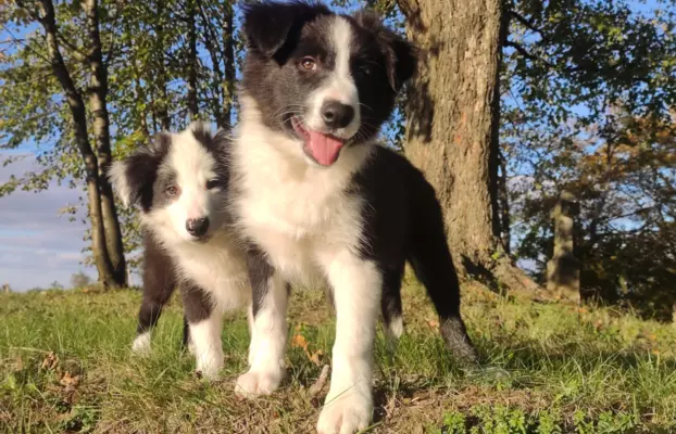 Piękny Rasowy Szczeniak Border Collie - komplet dok. 6