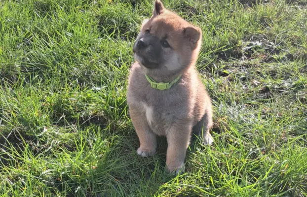 Dostępne do rezerwacji szczeniaczki Shiba Inu ZKWP 1