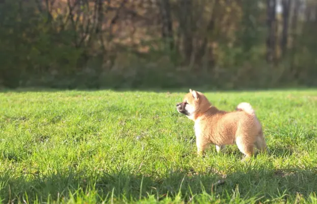 Dostępne do rezerwacji szczeniaczki Shiba Inu ZKWP 2