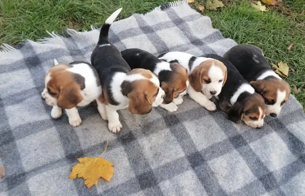 Beagle szczeniaki, rodowód 1