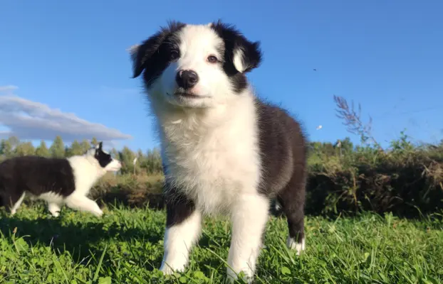 Piękny Rasowy Szczeniak Border Collie - komplet dok. 1