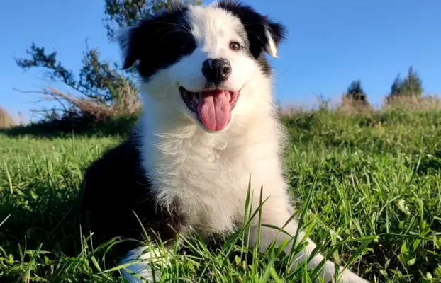 Piękny Rasowy Szczeniak Border Collie - komplet dok. 2