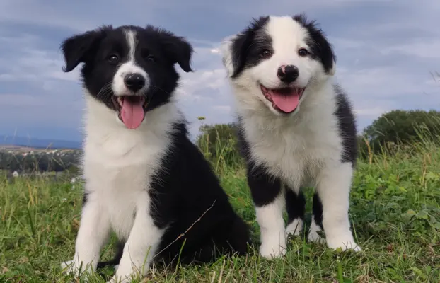 Piękny Rasowy Szczeniak Border Collie - komplet dok. 3