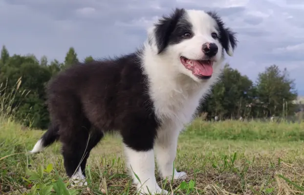 Piękny Rasowy Szczeniak Border Collie - komplet dok. 4