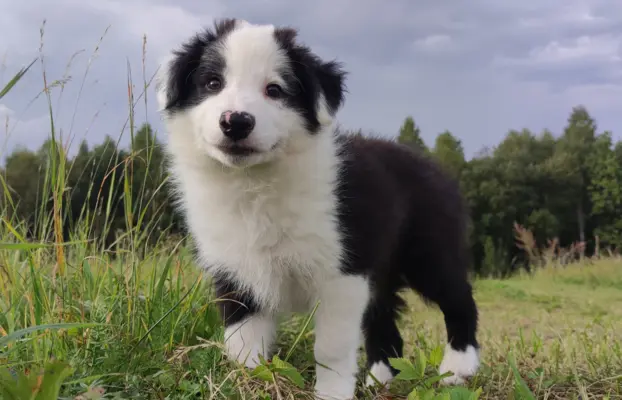 Piękny Rasowy Szczeniak Border Collie - komplet dok. 5