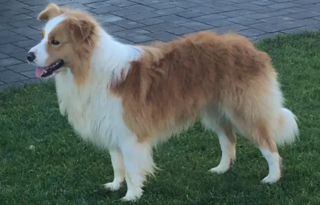 Piękne Szczenie Border Collie - Rasowy i po świetnych rodzic 3