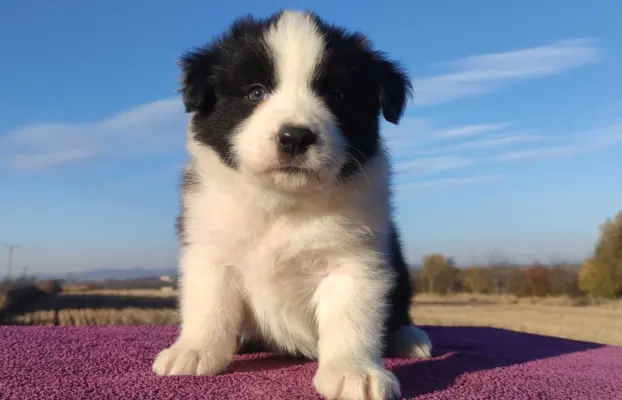 Piękne Szczenie Border Collie - Rasowy i po świetnych rodzic 2