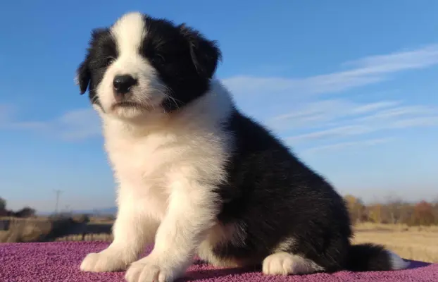 Piękne Szczenie Border Collie - Rasowy i po świetnych rodzic 1