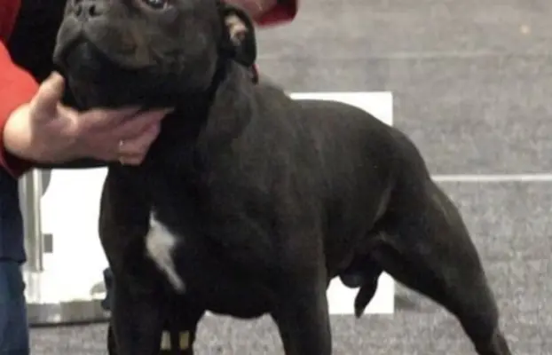 Staffordshire Bull Terrier, Staffik szczenięta z ZkwP ( FCI) 10