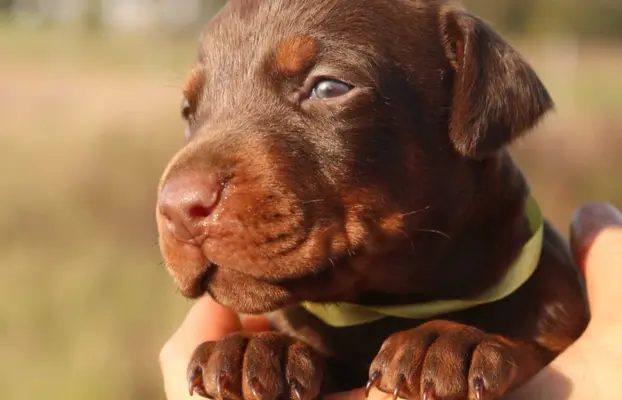 Doberman z wyjątkowego skojarzenia ZKwP/FCI 2