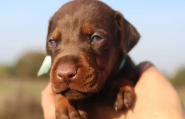 Doberman z wyjątkowego skojarzenia ZKwP/FCI 3