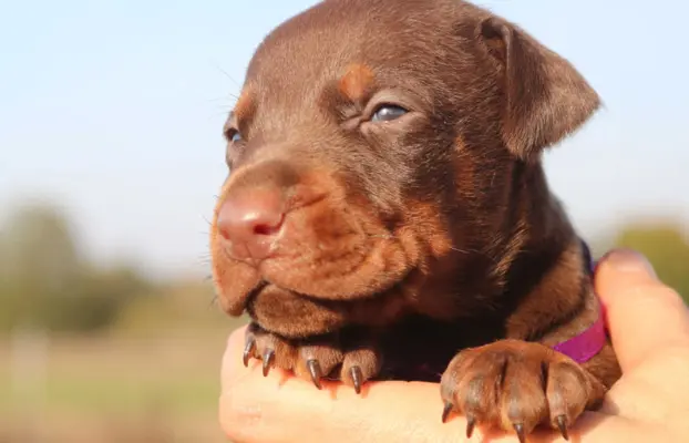 Doberman z wyjątkowego skojarzenia ZKwP/FCI 4