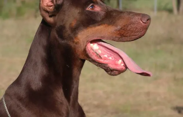 Doberman z wyjątkowego skojarzenia ZKwP/FCI 5