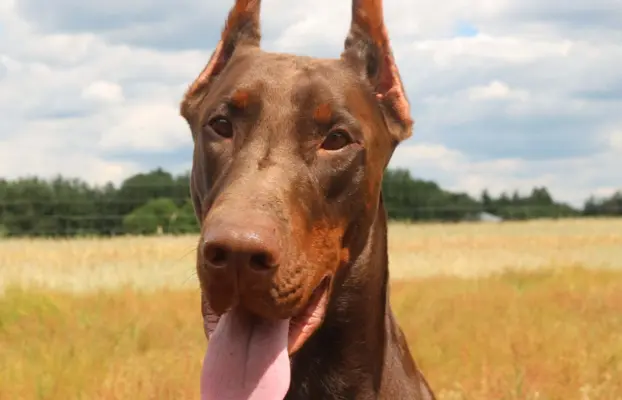 Doberman z wyjątkowego skojarzenia ZKwP/FCI 6