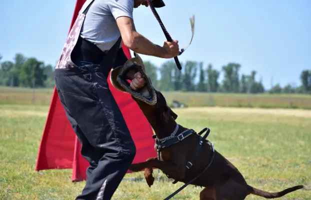 Doberman z wyjątkowego skojarzenia ZKwP/FCI 9