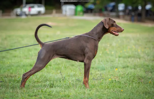 Doberman z wyjątkowego skojarzenia ZKwP/FCI 8