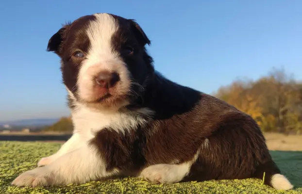 Border Collie - Czekoladowa suczka z klasą, Rasowa z Hodowli 1