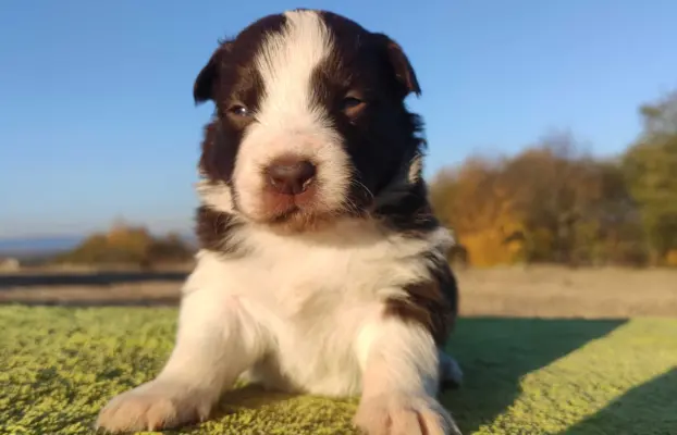 Border Collie - Czekoladowa suczka z klasą, Rasowa z Hodowli 2