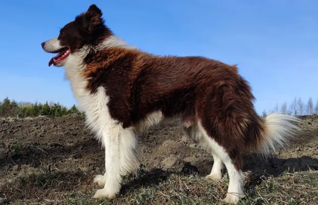 Border Collie - Czekoladowa suczka z klasą, Rasowa z Hodowli 5