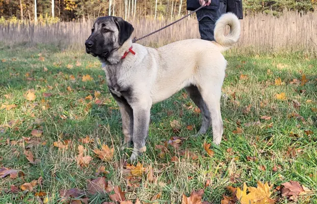 Szczenięta rasy kangal (FCI) 1