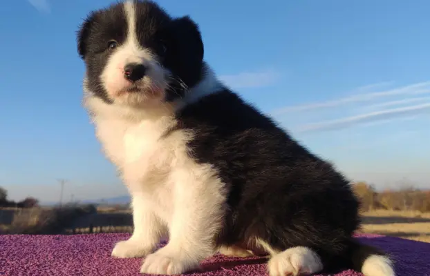 Piękne Szczenie Border Collie - Rasowa suczka z pełną dok. 1