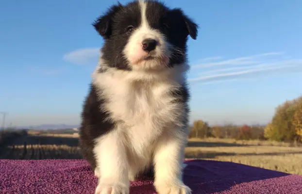 Piękne Szczenie Border Collie - Rasowa suczka z pełną dok. 2