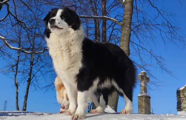 Piękne Szczenie Border Collie - Rasowa suczka z pełną dok. 6