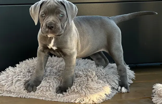 Cane Corso szczeniaki maści błękitnej ur. 06.09.2024 2