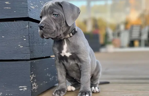 Cane Corso szczeniaki maści błękitnej ur. 06.09.2024 3