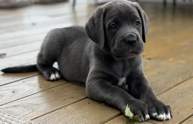 Cane Corso szczeniaki maści błękitnej ur. 06.09.2024 4