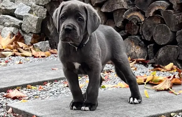 Cane Corso szczeniaki maści błękitnej ur. 06.09.2024 5