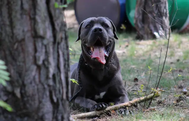 Cane Corso szczeniaki maści błękitnej ur. 06.09.2024 6