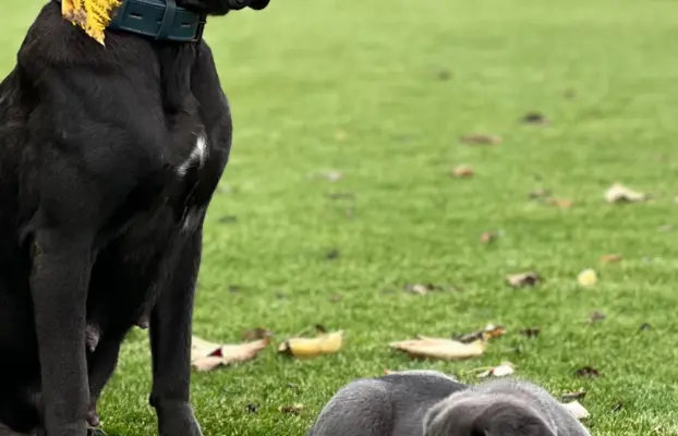 Cane Corso szczeniaki maści błękitnej ur. 06.09.2024 7