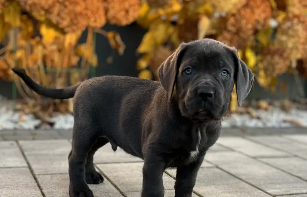 Cane Corso szczeniaki maści błękitnej ur. 06.09.2024 8