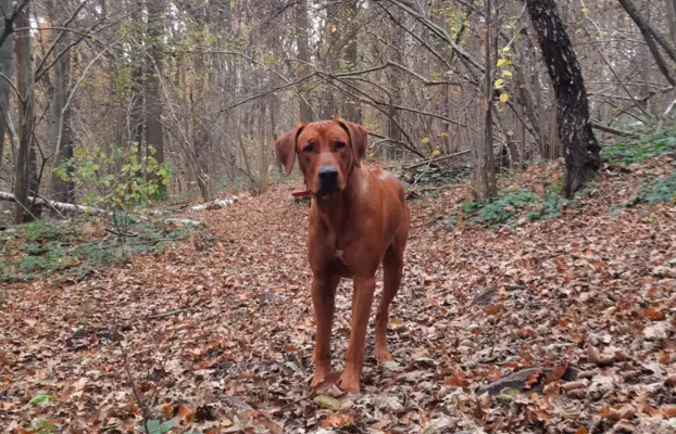 Zapowiedź miotu Szczeniak Rhodesian Ridgeback - miot 2024/25 2