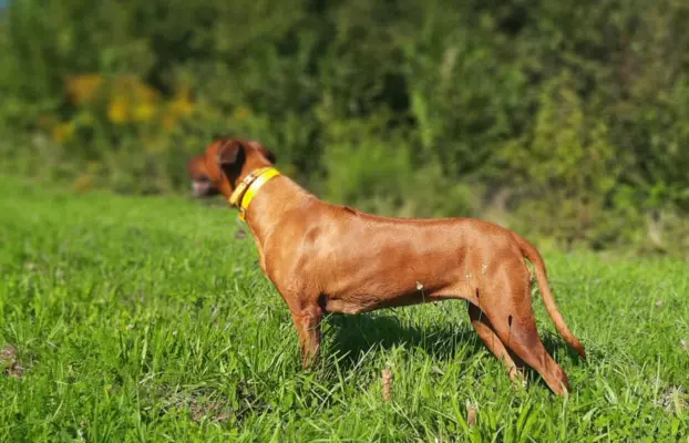 Zapowiedź miotu Szczeniak Rhodesian Ridgeback - miot 2024/25 8