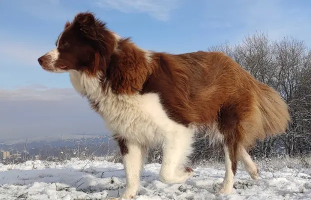 Szczenię Border Collie - Czekoladowy rasowy samiec z Hodowli 7