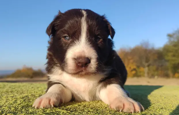 Szczenię Border Collie - Czekoladowy rasowy samiec z Hodowli 1