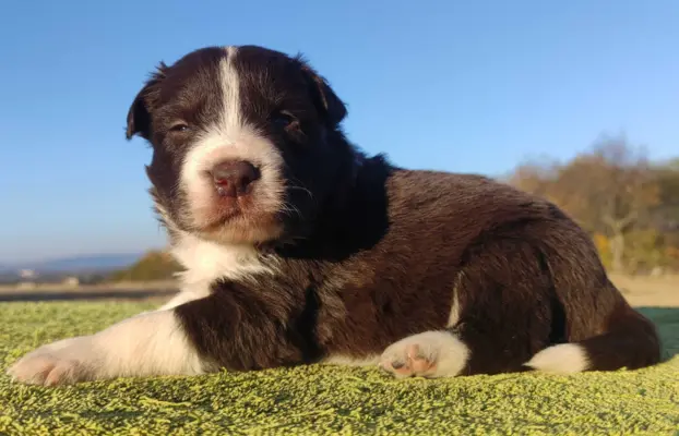 Szczenię Border Collie - Czekoladowy rasowy samiec z Hodowli 2