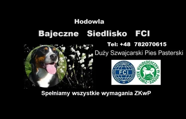 Duży szwajcarski pies pasterski hodowla szczeniaki 3