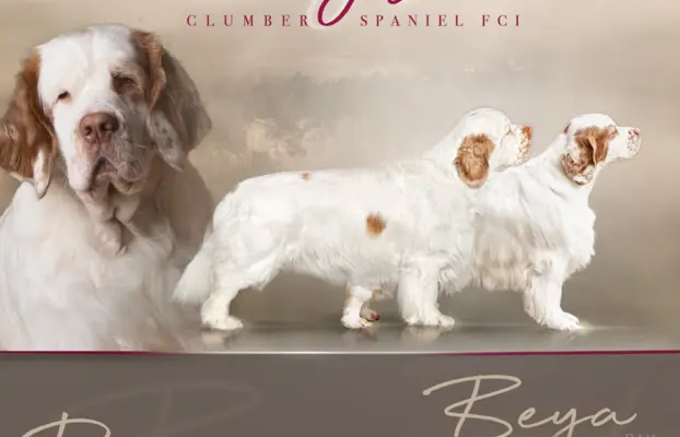 CLUMBER SPANIEL Szczeniaki ZKwP/FCI 1