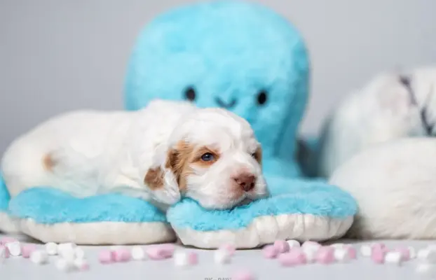 CLUMBER SPANIEL Szczeniaki ZKwP/FCI 4