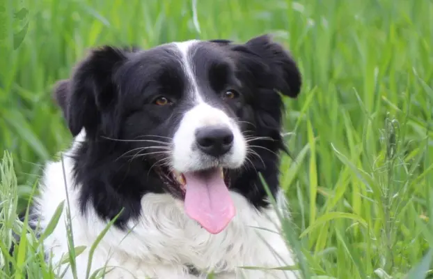 Border collie - Samiec ZkwP/FCI 4